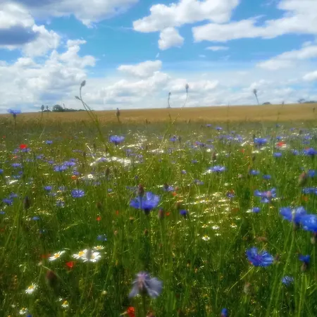 Fischstuebchen Neeberg 1 - Wald Und Wiese