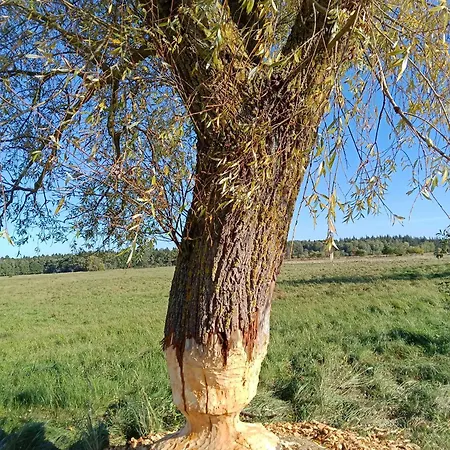 דירה Fischstuebchen Neeberg 1 - Wald Und Wiese