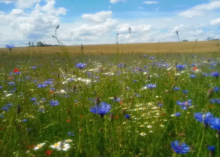 Fischstuebchen Neeberg 1 - Wald Und Wiese