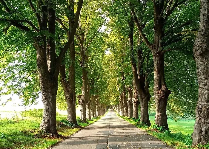 Fischstuebchen Neeberg 1 - Wald Und Wiese